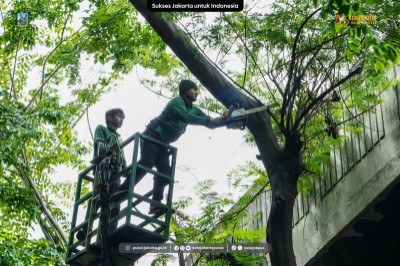 Pohon Rawan Tumbang di Sepanjang Jalan Karang Anyar Raya Ditoping